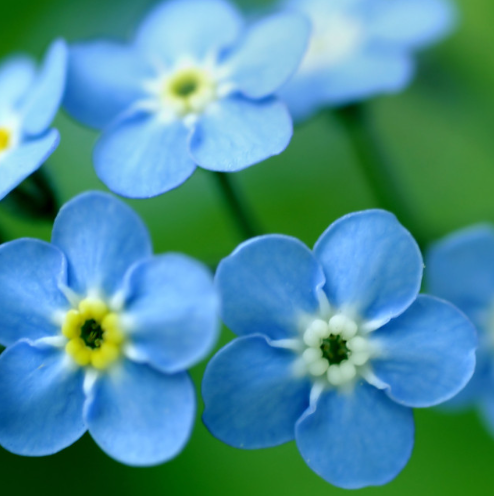Forget-me-not flowers