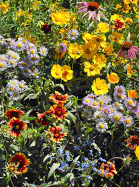 Flowers that attract honey bees