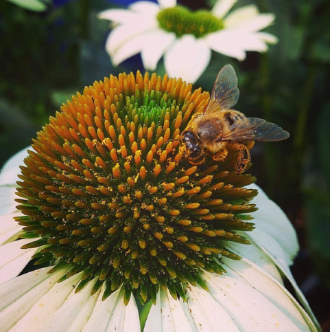 Honey Bee on flower