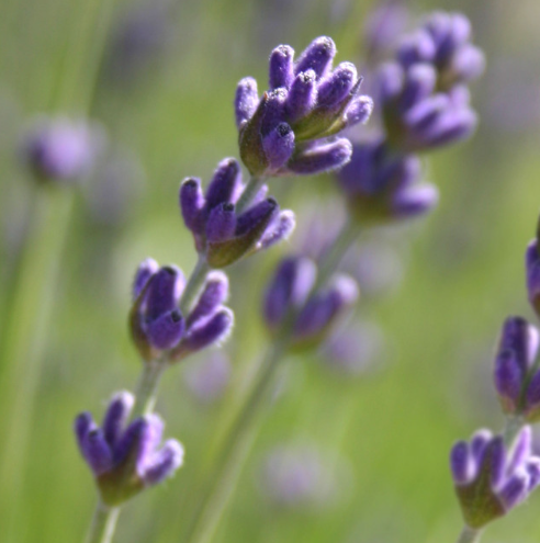 Lavender Flowers