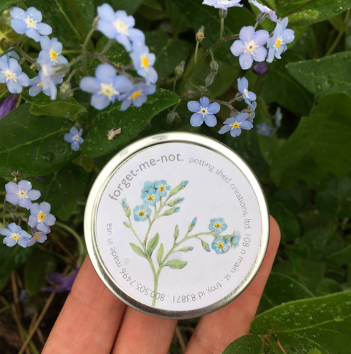 Forget-me-not flower seed tin gift